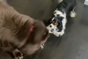 オモチャを取り合うニューファンとキャバリア。体格差は歴然としていますが、果たして勝負の行方は・・？？