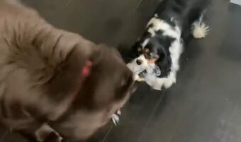 オモチャを取り合うニューファンとキャバリア。体格差は歴然としていますが、果たして勝負の行方は・・？？