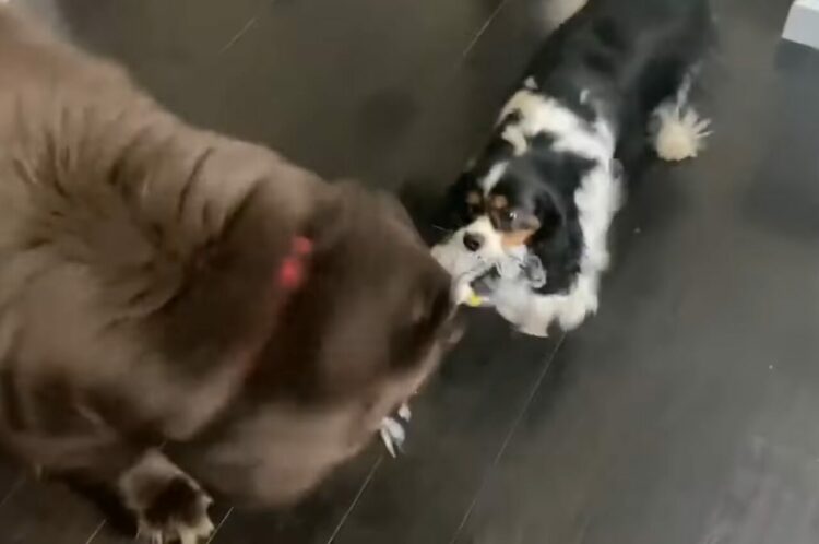 オモチャを取り合うニューファンとキャバリア。体格差は歴然としていますが、果たして勝負の行方は・・？？