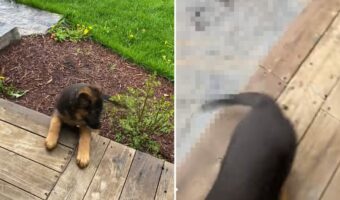 ウッドデッキに上がれなくて躍起になるジャーマンシェパードの子犬。この子は飼い主さんに導かれて「あるもの」の使い方を習得します！！