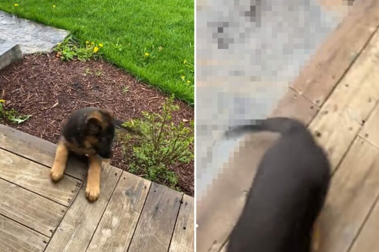 ウッドデッキに上がれなくて躍起になるジャーマンシェパードの子犬。この子は飼い主さんに導かれて「あるもの」の使い方を習得します！！