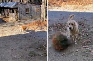 なにかを口にくわえて駆け寄ってきたゴールデンレトリバーの子犬。「これどうぞ！」と置かれたプレゼントにママさん感激！！【アメリカ・動画】