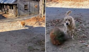 なにかを口にくわえて駆け寄ってきたゴールデンレトリバーの子犬。「これどうぞ！」と置かれたプレゼントにママさん感激！！【アメリカ・動画】