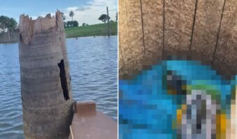 まわりが水に囲まれてて逆に安全?!「ある生き物」が水中にぽつんとある切り株の中を住処にしていました!!【海外・動画】