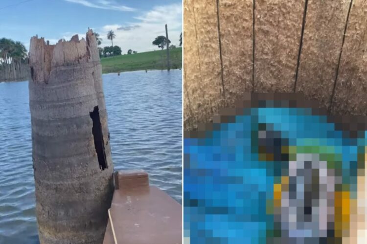 まわりが水に囲まれてて逆に安全？！「ある生き物」が水中にぽつんとある切り株の中を住処にしていました！！【海外・動画】