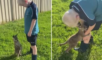 8歳の男の子にすっかり懐いた赤ちゃんカンガルー。真似っこしたり、ついて回ってハグする姿にキュン！！【海外・動画】