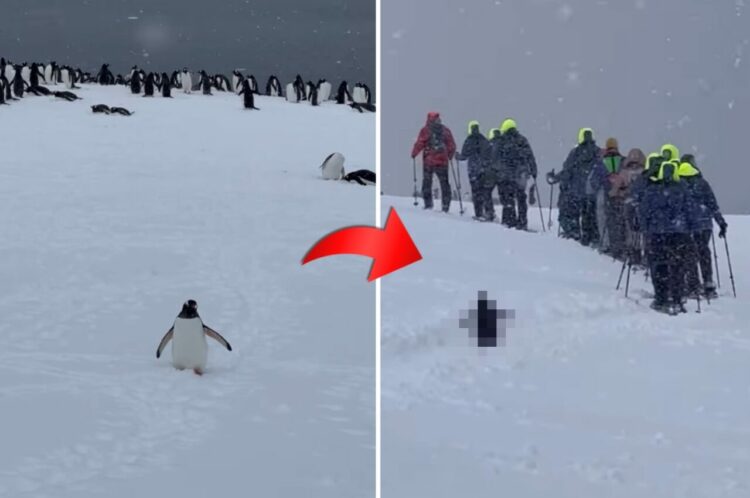 南極の雪原をスノーシューで探検するツアー客。そのあとを「一緒に連れてって」と追いかける一羽のペンギンの姿が！！