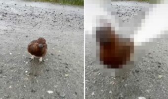 山道をトコトコ歩く野生の「ウズラ」の姿を発見!挨拶したら近付いてきてくれたのでフレンドリーな子なのかと思いきや・・!!