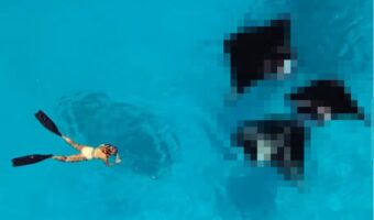 透明度の高い海でバッタリ!女性の進む先にいるのは・・、かわいらしくも迫力満点な「あの生き物」でした!!【海外・動画】