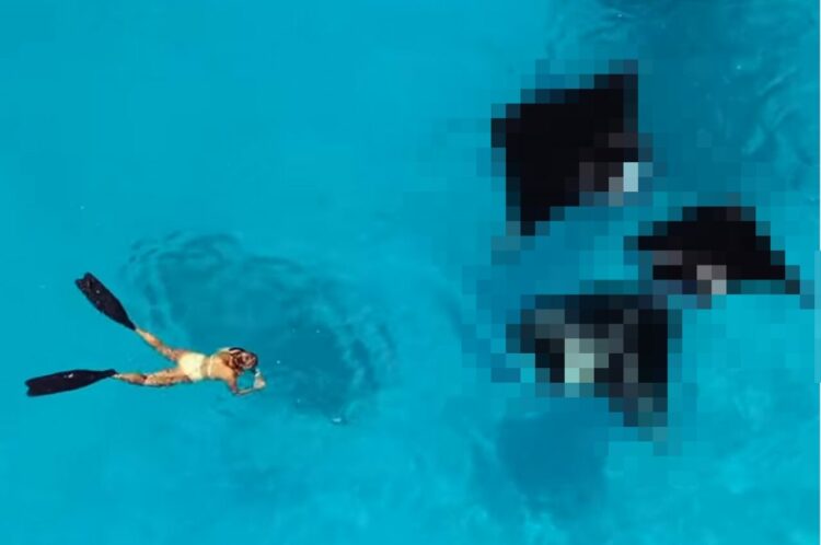 透明度の高い海でバッタリ！女性の進む先にいるのは・・、かわいらしくも迫力満点な「あの生き物」でした！！【海外・動画】