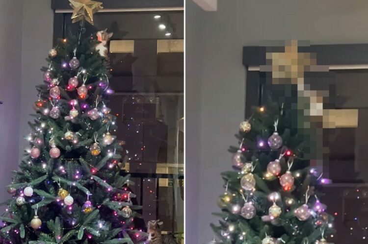 クリスマスツリーにのぼった子猫。この子はひときわ輝く『あのアイテム』にが気になるようで・・【アメリカ・動画】