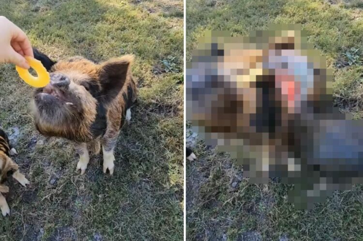 【これはかわいそう】おやつのために「おすわり」を披露したブタさん。楽しみにしていたおやつを口に含もうとしたその時、まさかの悲劇が！！