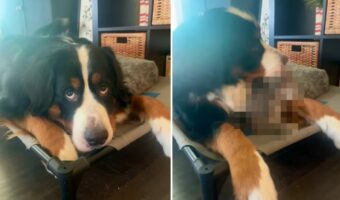 のんびりくつろいでいる愛犬のバーニーズ。この子が身を起こすとビックリ！その体の下から姿を見せたのは・・！！【アメリカ・動画】