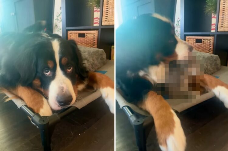 のんびりくつろいでいる愛犬のバーニーズ。この子が身を起こすとビックリ！その体の下から姿を見せたのは・・！！【アメリカ・動画】