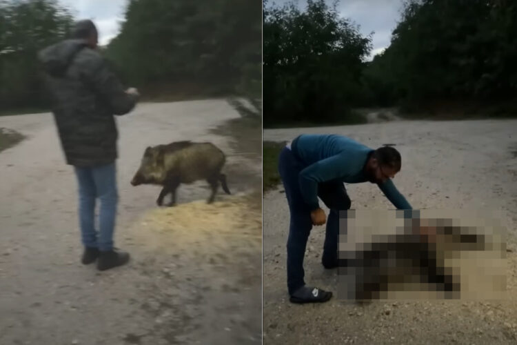 まるでペットみたい。野生のイノシシがあらわれた！！と思ったら・・、ゴロンと転がって甘え始めましたよ！？【海外・動画】