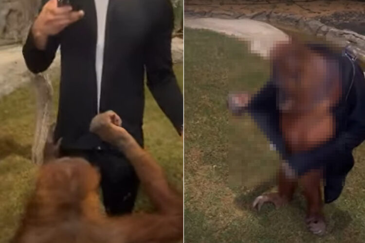 このオランウータン、賢すぎるし器用すぎ！男性のジャケットのシッパーを下ろして脱がせただけでもスゴいのに、この後ビックリな行動に！！