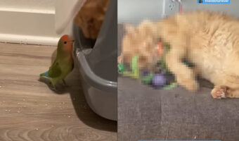 お友達のお家の前で「遊ぼ〜」と待つコザクラインコ。そのお友達の姿にビックリしますが・・、ふたりは相思相愛みたいです!!