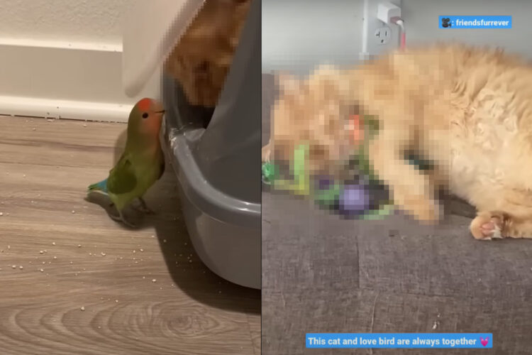 お友達のお家の前で「遊ぼ〜」と待つコザクラインコ。そのお友達の姿にビックリしますが・・、ふたりは相思相愛みたいです！！