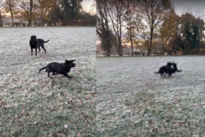 元気があふれ過ぎている黒ラブ。その場をグルグル回っているかと思いきや、すぐそばにいた子に体当たり！？