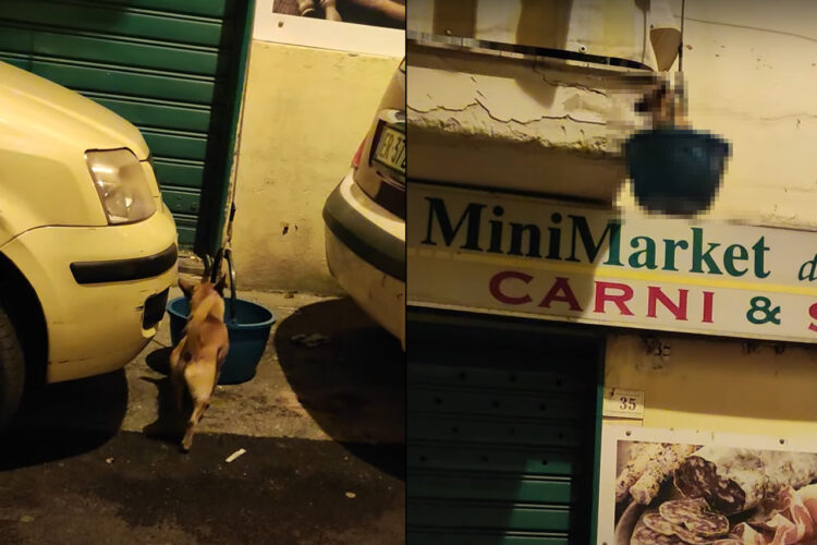 道路に置かれたバケツに入り込んだ犬。慣れた様子ですが、このバケツは実はこの子がお家に帰るのに欠かせないモノだったのです！！