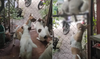 脱走のプロ!?愛犬のうち一頭が見事なジャンプで柵の上に乗ってみせると、そのまま外に遊びに出てしまいました!!【海外・動画】