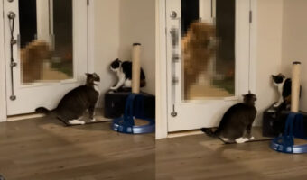猫たちがケンカする姿を見たくないゴールデンレトリバー。争いそうな猫たちをドアの向こうからでも仲裁をしようとします!!【アメリカ・動画】