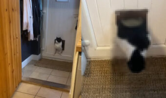 ネコ大パニック！！横に成長しすぎて、ペットドアをくぐってお家に入ろうとしたらつっかえてしまったようです