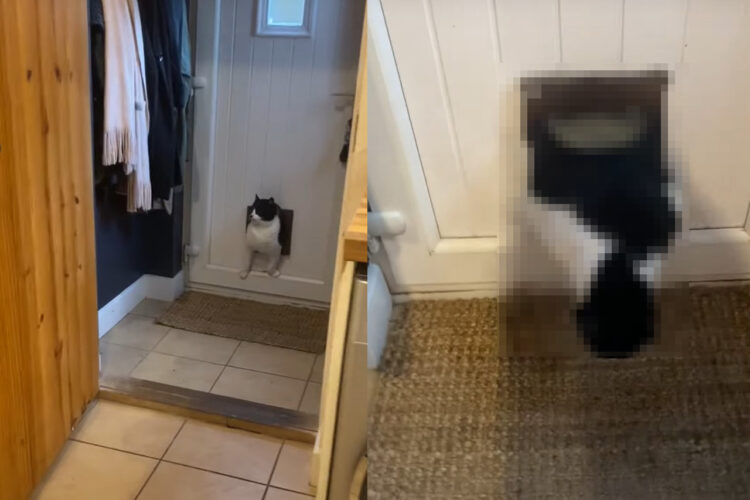 ネコ大パニック！！横に成長しすぎて、ペットドアをくぐってお家に入ろうとしたらつっかえてしまったようです
