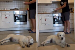 たとえぐっすり寝ていても・・。お昼寝している愛犬の耳ざとさにビックリ！とても小さな「ある音」に反応して目を覚ましました！！