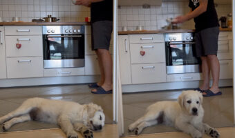 たとえぐっすり寝ていても・・。お昼寝している愛犬の耳ざとさにビックリ!とても小さな「ある音」に反応して目を覚ましました!!