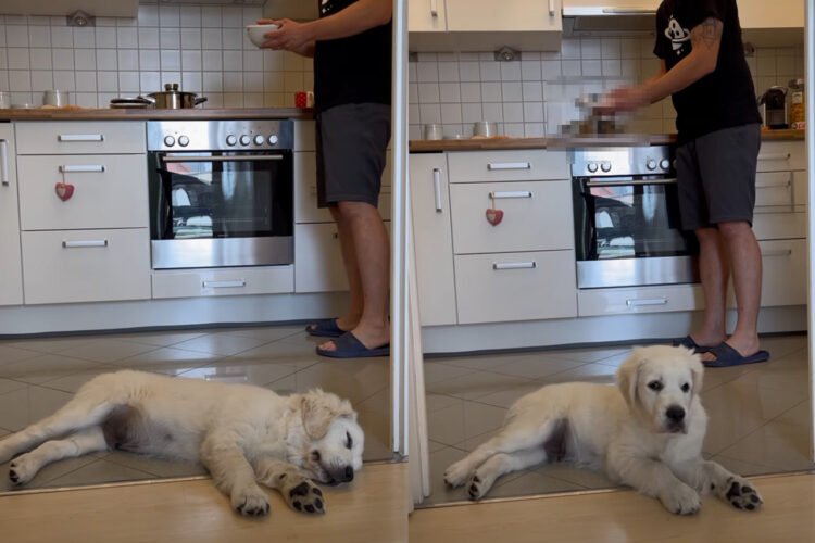 たとえぐっすり寝ていても・・。お昼寝している愛犬の耳ざとさにビックリ！とても小さな「ある音」に反応して目を覚ましました！！