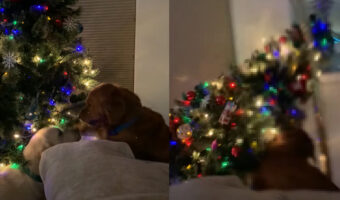 クリスマスツリーを目の前にしてはしゃぐゴールデンレトリバーたち。キラキラ光るツリーに飛びかかった結果・・！！【アメリカ・動画】