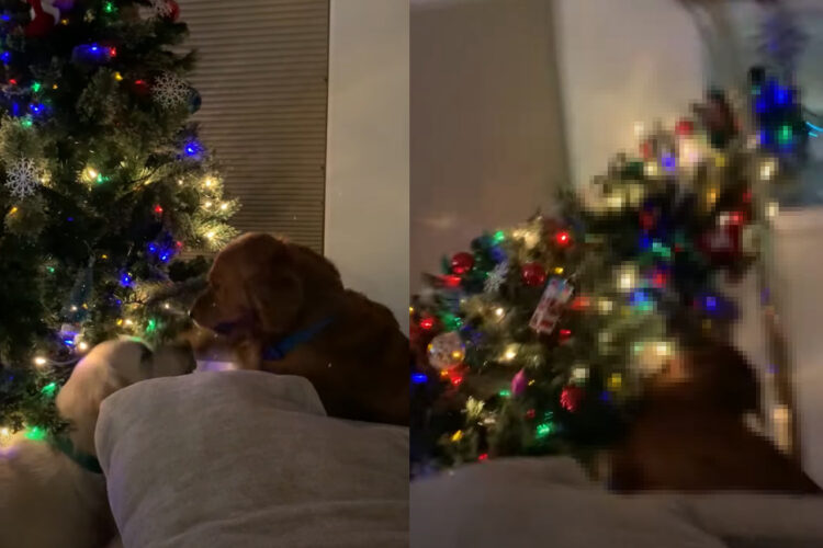 クリスマスツリーを目の前にしてはしゃぐゴールデンレトリバーたち。キラキラ光るツリーに飛びかかった結果・・！！【アメリカ・動画】