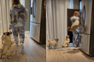 おなかペコペコな3頭のパグ。特に1頭は「ごはんちょうだい！」と全身で猛アピール！！【アメリカ・動画】