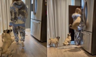 おなかペコペコな3頭のパグ。特に1頭は「ごはんちょうだい！」と全身で猛アピール！！【アメリカ・動画】