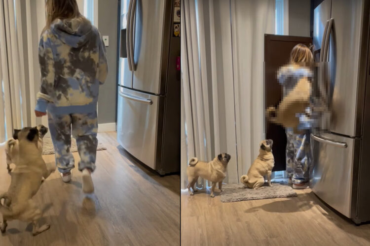 おなかペコペコな3頭のパグ。特に1頭は「ごはんちょうだい！」と全身で猛アピール！！【アメリカ・動画】