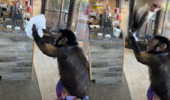 おサルさんはお掃除のお手伝い中！？ウェットティッシュで窓をゴシゴシしています！！誰にも邪魔されたくないようですが、どこで覚えたの？