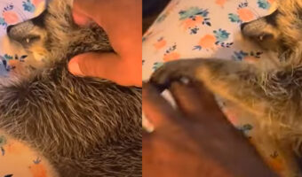 なでなでしてもらいながら眠るアライグマ。甘えん坊さんなのか、その手が止まると「もっと続けて」アピールが!!【アメリカ・動画】