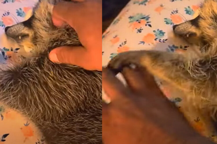 なでなでしてもらいながら眠るアライグマ。甘えん坊さんなのか、その手が止まると「もっと続けて」アピールが！！【アメリカ・動画】