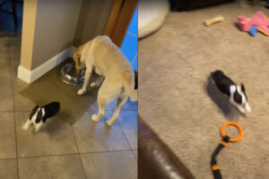 水を飲むボストン・テリアの子犬。生後2ヶ月のこの子はエネルギーが爆発したのか、急に走り回りたくなったみたい！【アメリカ・動画】