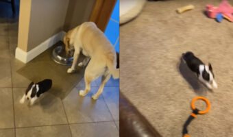 水を飲むボストン・テリアの子犬。生後2ヶ月のこの子はエネルギーが爆発したのか、急に走り回りたくなったみたい！【アメリカ・動画】