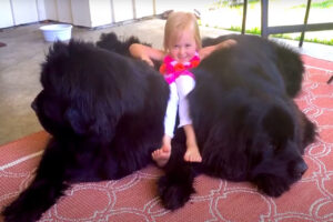 幼い女の子は愛犬のニューファンドランドたちが大好き！2頭の間に潜り込んだりギュッと抱きついたりしてご満悦そうです！！【海外・動画】