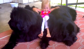 幼い女の子は愛犬のニューファンドランドたちが大好き！2頭の間に潜り込んだりギュッと抱きついたりしてご満悦そうです！！【海外・動画】