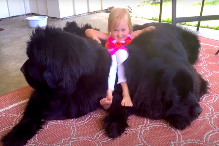 幼い女の子は愛犬のニューファンドランドたちが大好き！2頭の間に潜り込んだりギュッと抱きついたりしてご満悦そうです！！【海外・動画】