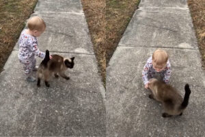 お散歩中の赤ちゃんの隣にご近所に住む猫がやってきて・・体を赤ちゃんにスリスリ！ふたりは仲良しなお友達みたいです！！