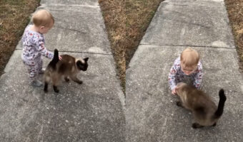 お散歩中の赤ちゃんの隣にご近所に住む猫がやってきて・・体を赤ちゃんにスリスリ！ふたりは仲良しなお友達みたいです！！