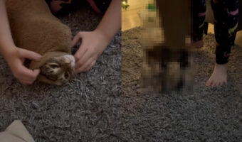 パーカーに潜り込んだ猫。袖口から出ようとしてしまったため・・大変なことに!!【海外・動画】