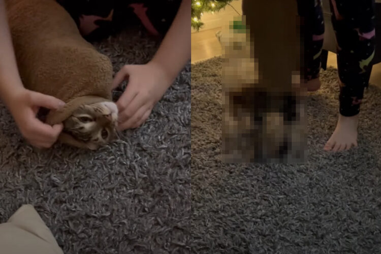 パーカーに潜り込んだ猫。袖口から出ようとしてしまったため・・大変なことに！！【海外・動画】