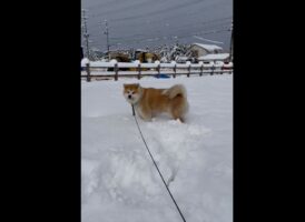初雪がいきなり大雪！！降り積もった雪に飛び込んだり走ったり、興奮を抑えきれない秋田犬がめちゃめちゃ可愛い！