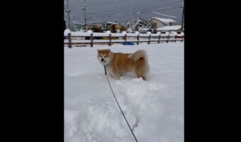 初雪がいきなり大雪！！降り積もった雪に飛び込んだり走ったり、興奮を抑えきれない秋田犬がめちゃめちゃ可愛い！